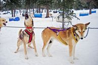 Ausflug Yukon, Alaska: Hundeschlittentour Mushing-Tour ab/bis Whitehorse