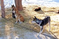 Ausflug Kanada: Hundeschlittentour Husky-Wildnis-Abenteuer ab/bis Whitehorse Sky High Mashing Trails