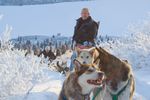5-Tage Schnupper Hundeschlitten Tour
