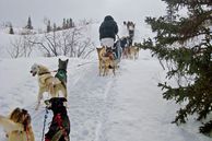 Ausflug Yukon, Alaska: Hundeschlittentour Husky-Wildnis-Abenteuer ab/bis Whitehorse