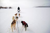 Ausflug Yukon, Alaska: Hundeschlittentour Husky-Wildnis-Abenteuer ab/bis Whitehorse