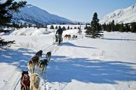 Ausflug Kanada: Hundeschlittentour Mushing Tour ab/bis Whitehorse