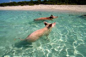 Schwimmende-schweine 293x in Samstag, 23. Januar 2010