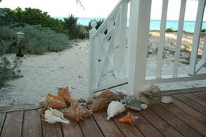 Conch-muscheln-veranda 293x in 
