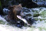 Bärenbeobachtung Anan Creek/Wrangell