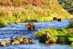 Bärenbeobachtung auf Kodiak Island