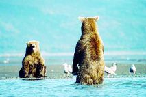 Alaska Nationalparks: Bären beim Fischen