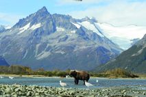 Alaska Nationalparks: Bärenbeobachtung im Katmai National Park