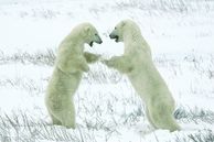 Ausflug Kanada: Polar Bears of Churchill - Specialist Photography & Naturalist Tour