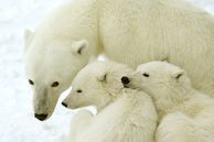 Manitoba Saskatchewan: Eisbärenfamilie