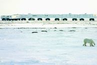 Ausflug Kanada: Polar Bears of Churchill - Enthusiast Tundra Buggy Lodge