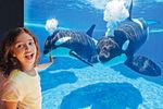 SeaWorld Orlando, Aquatica und Busch Gardens Tampa