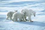 Polar Bears of Churchill