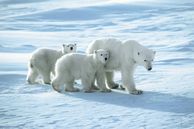 Eisbärenfamilie in Manitoba