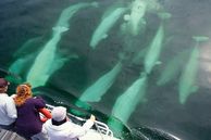 Kanada Manitoba & Saskatechwan Routenvorschläge: Beluga-Wale in der Hudson Bay