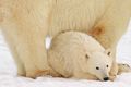 Eisbär beim Ausruhen