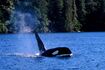 Wale um Vancouver Island