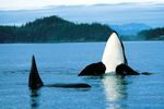 Städtereisen Kanada: Vancouver Walbeobachtungen