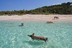 Bahamas-Übersicht: Schwimmenden Schweine