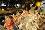 Wunderschöne Muscheln auf Cat Island Bahamas