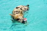 Schwimmende Schweine auf Exuma Bahamas