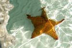 Seestern auf Exuma Bahamas