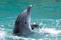 Delfin auf Grand Bahama
