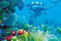 Tauchparadies auf Grand Bahama