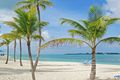 Palmen auf Nassau Paradise Island