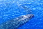 Kaanapali Whale Watch
