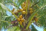 Kokosnüsse