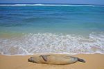 Robbe am Strand