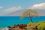 Küste von Maui