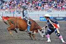 Calgary Stampede