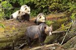 Grizzlybären-Beobachtung