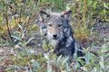 Wolf in Labrador