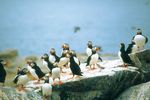 Puffins