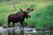 Naturerlebnisse in New Brunswick