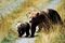 Grizzly in British Columbia