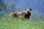 Grizzly Bär am Nekite River