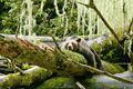 Grizzly Bär beim Mittagsschlaf