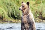 Grizzlybären-Beobachtung ab Campbell River/Vancouver Island