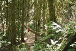 Coastal Rainforest Adventure