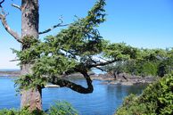 Autoreisen Kanada: Pacific Rim National Park, Vancovuer Island