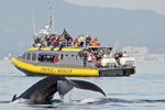 Whale Watching – Victoria