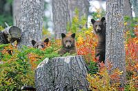 Indian Summer in B.C.