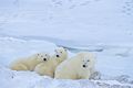Drei Eisbären im Schnee