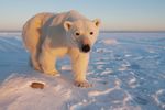 Eisbär in Churchill