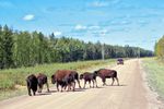Wood Buffalo National Park