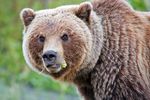 Grizzly